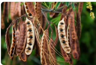 Bagaruwa種子的7種健康益處