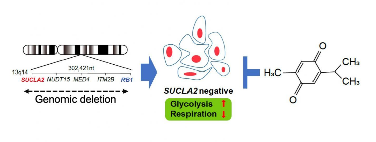 具有SUCLA2基因缺失的前列腺癌細胞可以作為治療靶標