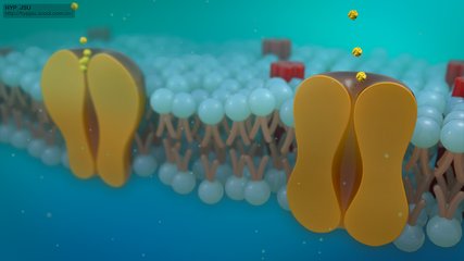 研究挑戰(zhàn)細(xì)胞膜如何工作的傳統(tǒng)智慧 以新的眼光看待細(xì)胞膜