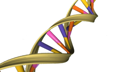 蛋白質(zhì)如何阻止細(xì)胞攻擊自己的DNA