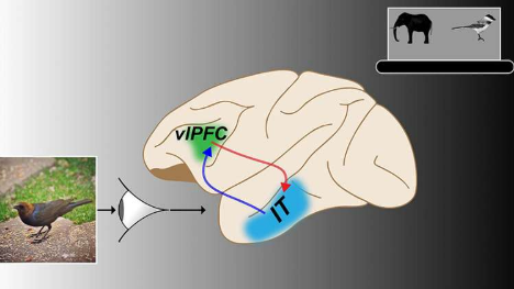 神經(jīng)通路對(duì)于靈長(zhǎng)類動(dòng)物成功快速識(shí)別目標(biāo)至關(guān)重要