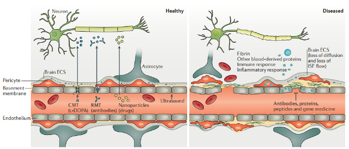 血腦屏障通透性的調(diào)節(jié)對于開發(fā)針疾病療法至關(guān)重要