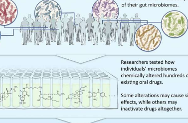 研究調(diào)查腸道微生物組改變藥物安全性和功效的潛力