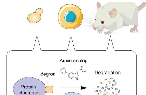 最新開發(fā)的技術(shù)可以精確 快速地降解目標蛋白質(zhì)