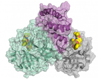 研究人員發(fā)現(xiàn)蛋白質(zhì)的功能與其3D結(jié)構(gòu)密切相關(guān)