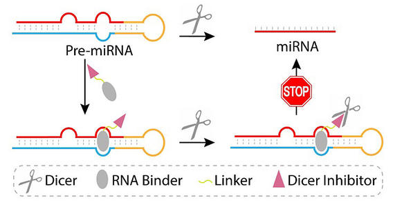 microRNA如何保護動脈粥樣硬化血管完整性