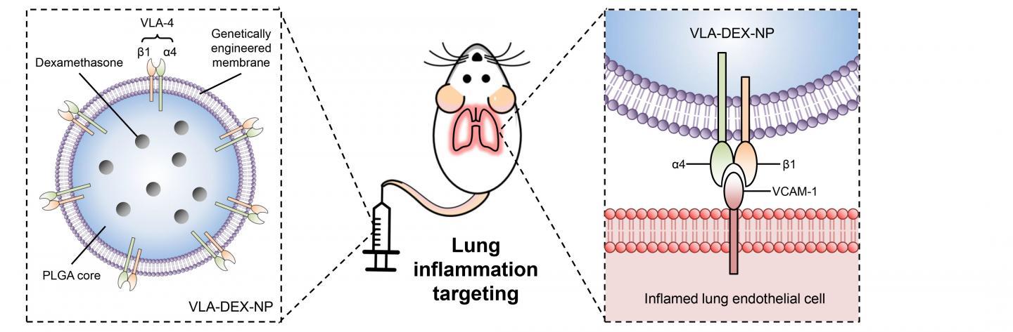 基因工程納米顆粒將地塞米松直接輸送到發(fā)炎的肺部