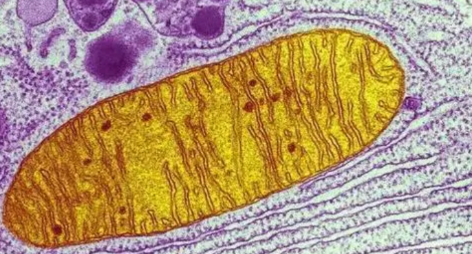 新的活細(xì)胞模型為研究線粒體疾病奠定了基礎(chǔ)