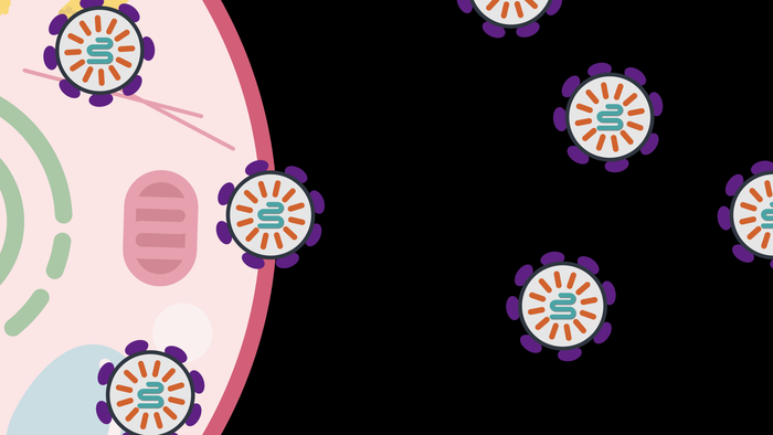 科學(xué)家利用人類蛋白質(zhì)向細(xì)胞輸送分子藥物