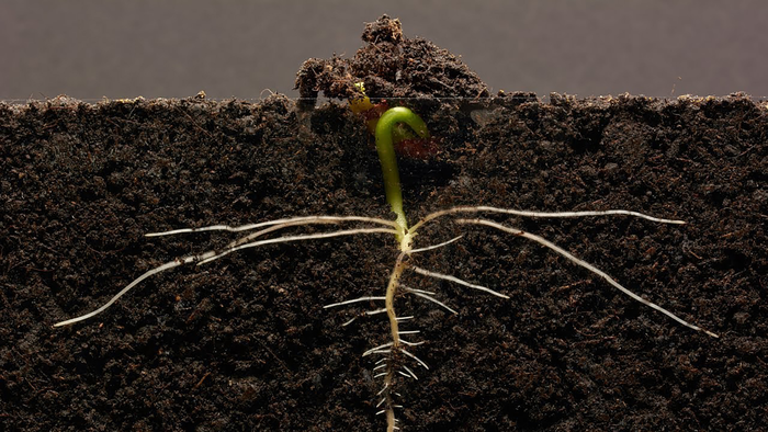 植物根部和動物胚胎依賴相同的化學物質才能成功發(fā)育