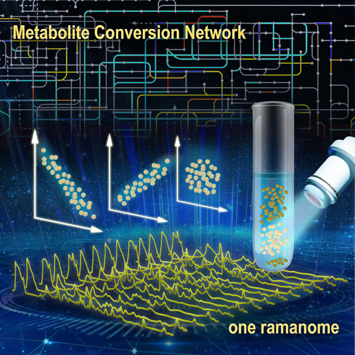 新的拉曼組技術揭示了單細胞的代謝物轉化網絡