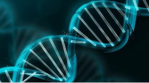 研究為關鍵轉錄因子如何管理對 DNA 的訪問提供了證據(jù)