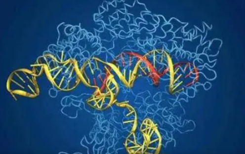 CRISPR-Cas9起源研究揭示了一類具有基因組編輯潛力的核酸酶