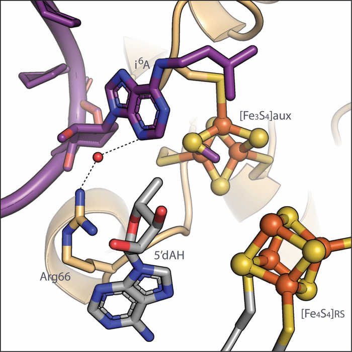 研究人員揭示添加化學標簽以轉(zhuǎn)移 RNA 的關(guān)鍵步驟