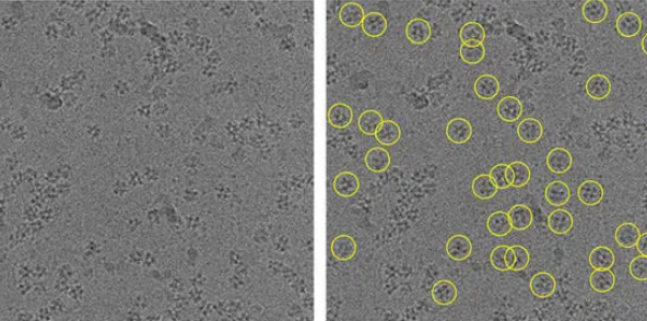 新技術(shù)提高了冷凍電子顯微鏡的清晰度和安全性