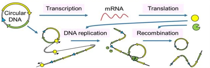 人工 DNA 可以在細胞外復制和進化