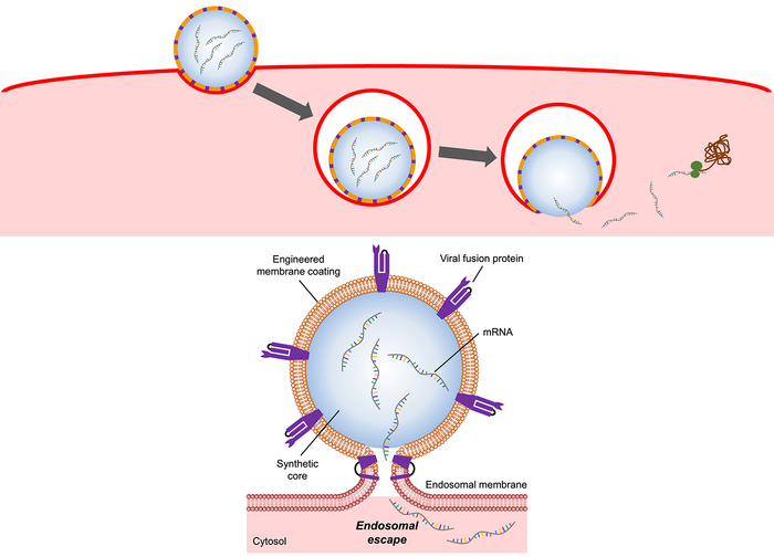 流感病毒外殼可以改善 mRNA 向細(xì)胞的傳遞