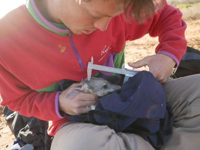 保護(hù)澳大利亞野生動物免受野貓侵害的新型植入物