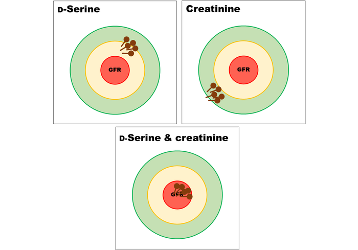 D-絲氨酸可用于快速準(zhǔn)確地測量腎功能