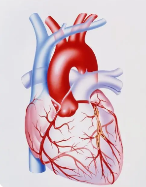 美國心臟協(xié)會發(fā)布冠狀動脈血運(yùn)重建指南