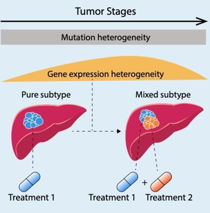 原發(fā)性肝癌的新研究呼吁針對異質(zhì)性腫瘤動態(tài)景觀的新策略