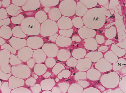 使用CRISPR-Cas9靶向脂肪細(xì)胞的突破