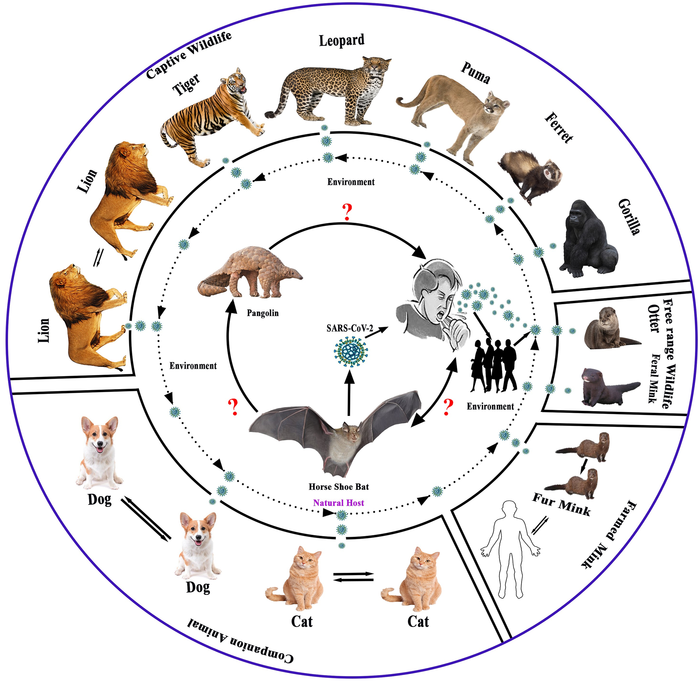 探索世界各地動(dòng)物中 SARS-CoV-2 和相關(guān)病毒的遺傳學(xué)