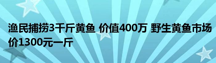 漁民捕撈3千斤黃魚 價(jià)值400萬 野生黃魚市場(chǎng)價(jià)1300元一斤