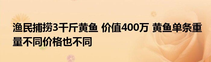 漁民捕撈3千斤黃魚 價值400萬 黃魚單條重量不同價格也不同