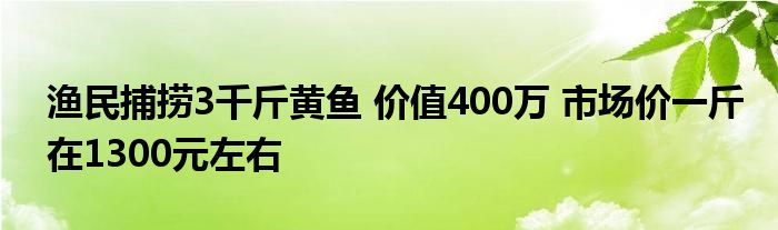 漁民捕撈3千斤黃魚(yú) 價(jià)值400萬(wàn) 市場(chǎng)價(jià)一斤在1300元左右