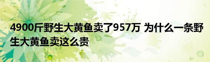 4900斤野生大黃魚賣了957萬 為什么一條野生大黃魚賣這么貴