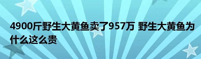 4900斤野生大黃魚賣了957萬 野生大黃魚為什么這么貴