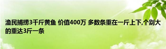 漁民捕撈3千斤黃魚 價值400萬 多數條重在一斤上下,個別大的重達3斤一條