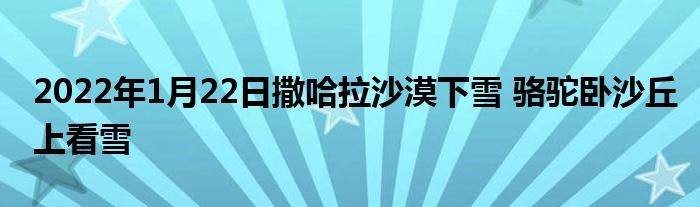 2022年1月22日撒哈拉沙漠下雪 駱駝臥沙丘上看雪