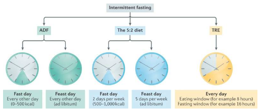 研究小組為間歇性禁食提供指南和建議
