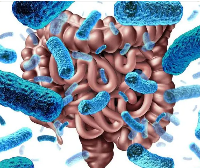 腸道微生物如何抑制腸道炎癥