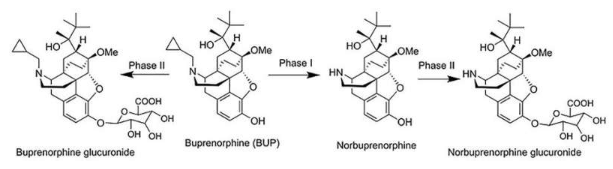 藥物輸送技術(shù)增強(qiáng)了廣泛使用的阿片類藥物替代療法的吸收