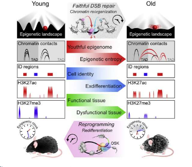 表觀遺傳信息的丟失會(huì)導(dǎo)致衰老 恢復(fù)可以逆轉(zhuǎn)它