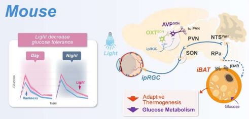 研究人員揭示了光代謝調(diào)節(jié)的神經(jīng)機(jī)制