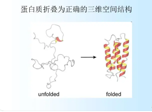 細胞外伴侶介導(dǎo)錯誤折疊蛋白的溶酶體降解