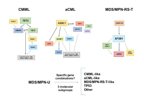 骨髓增生異常/骨髓增生性腫瘤的遺傳景觀