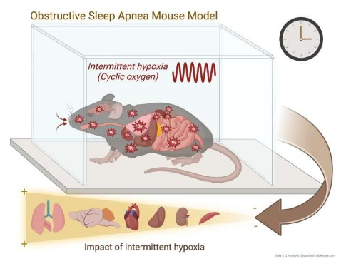 阻塞性睡眠呼吸暫停會破壞小鼠全天的基因活動