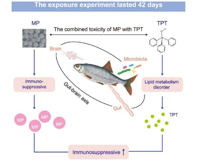 共暴露研究發(fā)現(xiàn)微塑料和三苯基錫通過(guò)腸-腦軸放大毒性