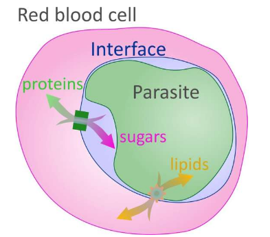 研究人員發(fā)現(xiàn)了連接瘧原蟲和血細(xì)胞的新通道