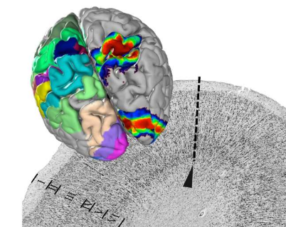 3D 人腦圖譜的核心部分已出版