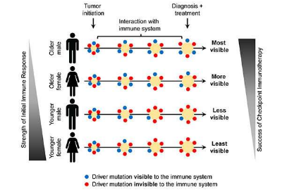 為什么年輕和女性患者對癌癥免疫療法的反應(yīng)不佳