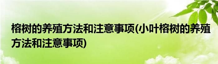 榕樹的養(yǎng)殖方法和注意事項(xiàng)(小葉榕樹的養(yǎng)殖方法和注意事項(xiàng))