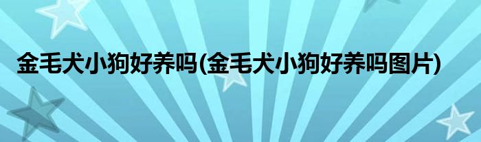 金毛犬小狗好養(yǎng)嗎(金毛犬小狗好養(yǎng)嗎圖片)