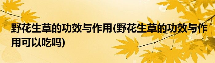 野花生草的功效與作用(野花生草的功效與作用可以吃嗎)