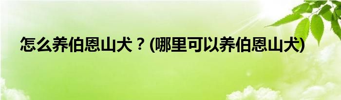 怎么養(yǎng)伯恩山犬？(哪里可以養(yǎng)伯恩山犬)